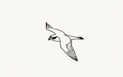 How To Draw A Sharp-Shinned Hawk